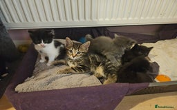 Mixed Breed cats for sale: Free kitten - Image 19
