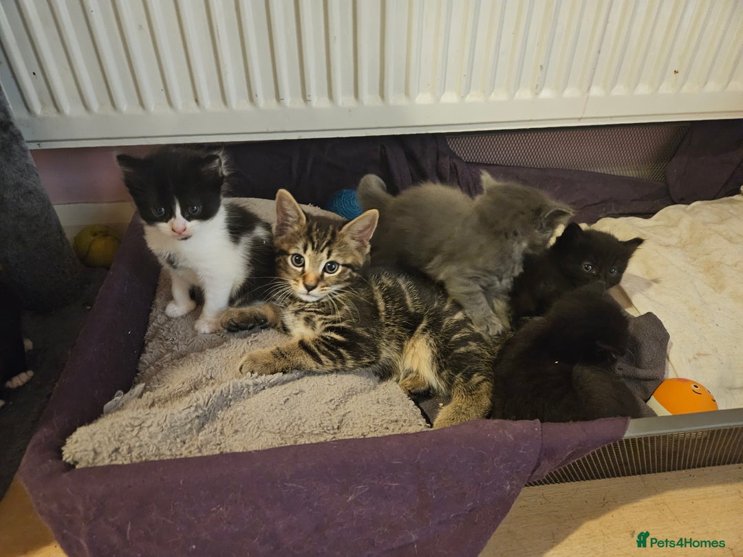 Mixed Breed cats for sale: Free kitten - Image 19
