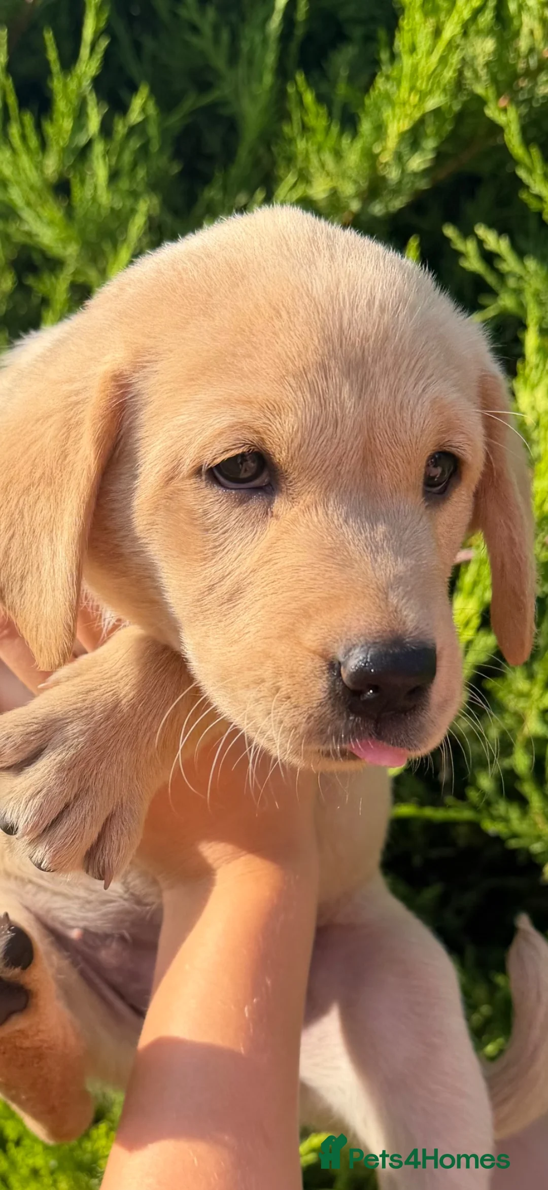 Labrador Retriever dogs for sale: Adorable Kc reg Labrador puppies ready to leave  - Advert 1