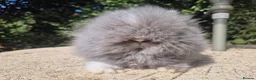 Angora rabbits for sale: ❤️STUNNING TEDDYDWERG BABIES- IMPORTED PARENTS ❤️ - Advert 1