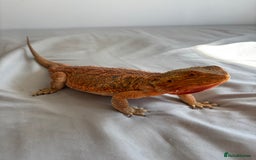 Dragon reptiles for sale: Leatherback Bearded Dragon - Image 6