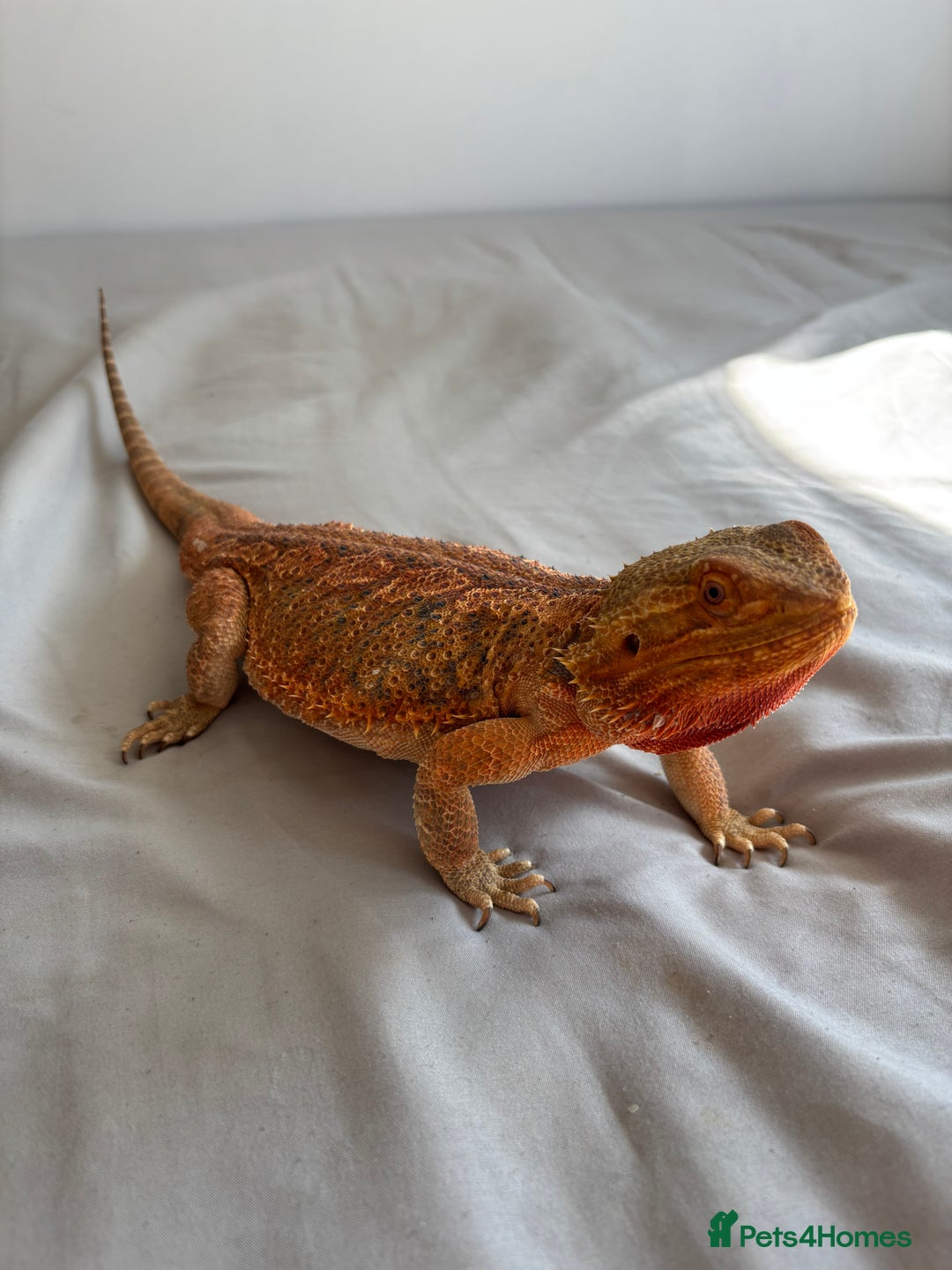 Dragon reptiles for sale: Leatherback Bearded Dragon - Image 6