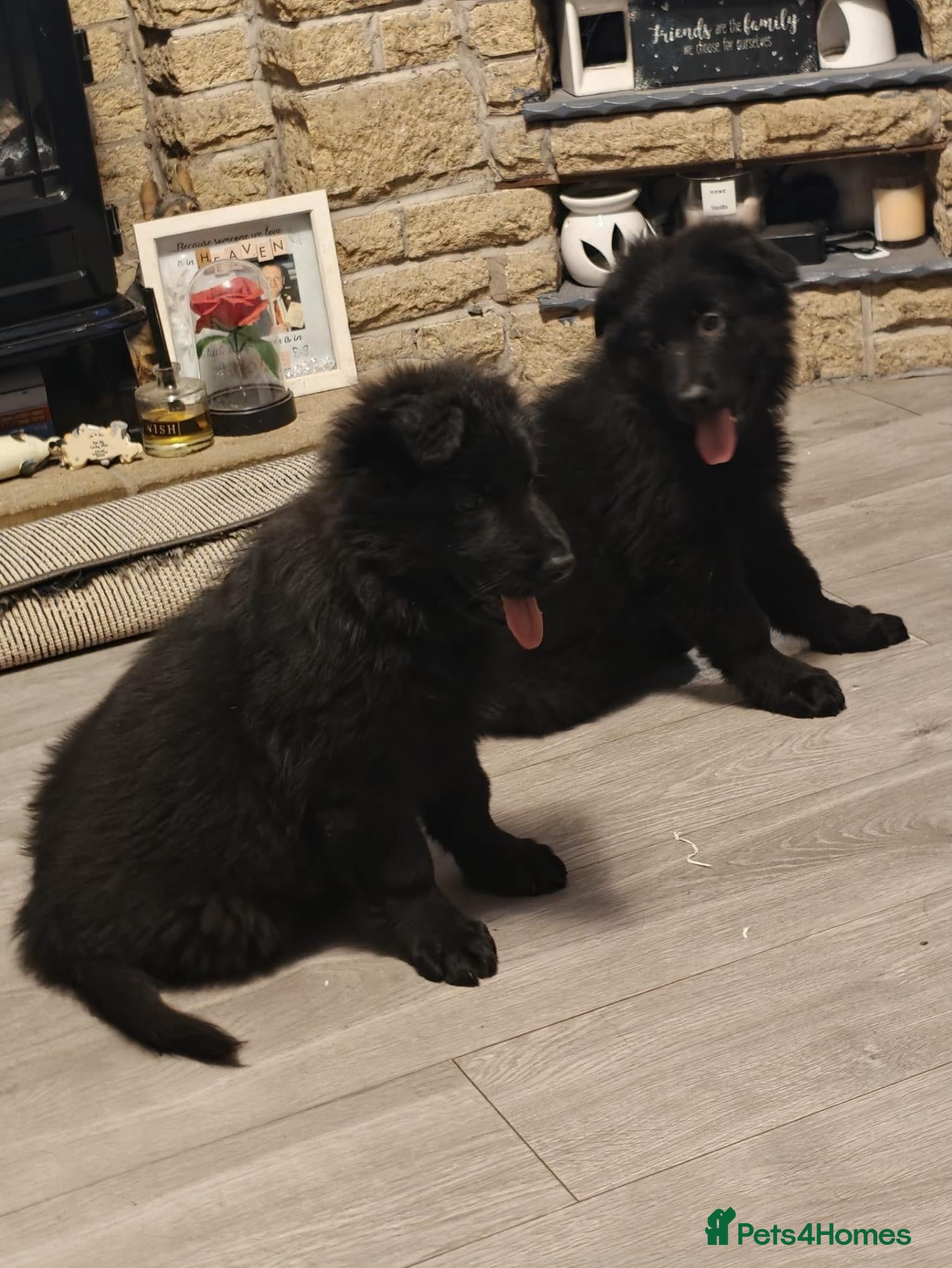 German Shepherd dogs Stunning German shepherd pups - Advert 4