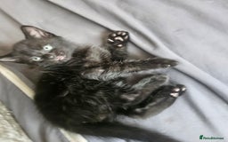Mixed Breed cats for sale: 2 playful male kittens  - Image 4