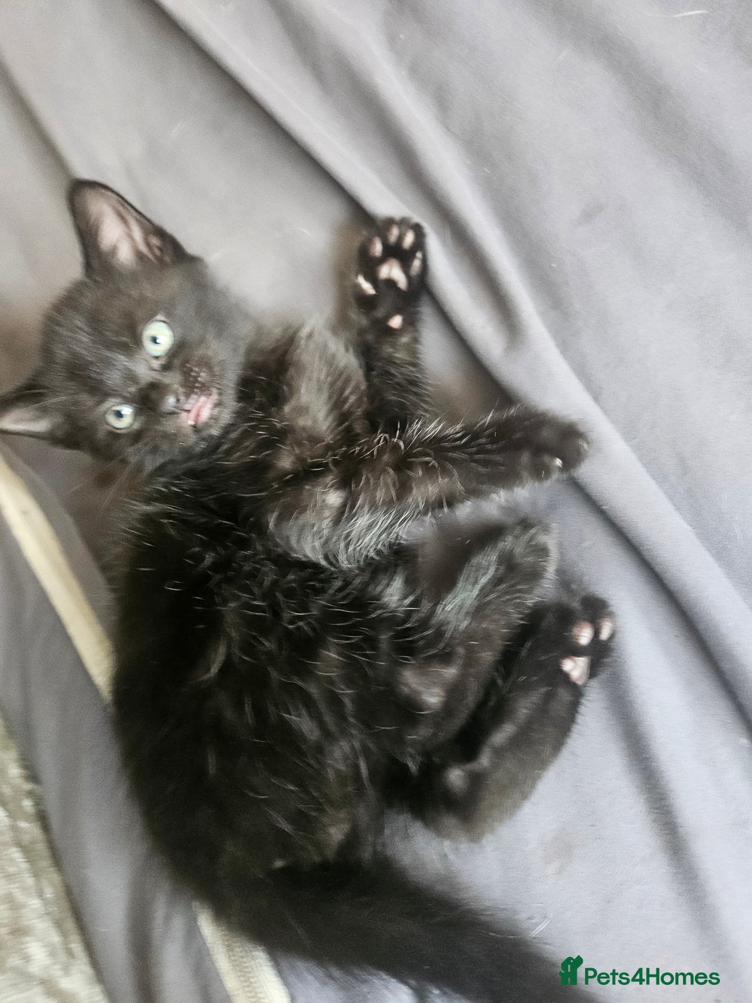 Mixed Breed cats for sale: 2 playful male kittens  - Image 4