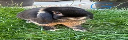 Mini Lop rabbits for sale: Mini Lop Rabbits For Sale  - Advert 22