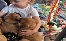 Dogue De Bordeaux dogs for sale: Dogue de Bordeaux puppies  - Advert 15