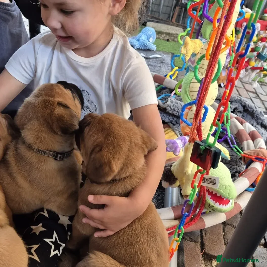 Dogue De Bordeaux dogs for sale: Dogue de Bordeaux puppies  - Advert 15