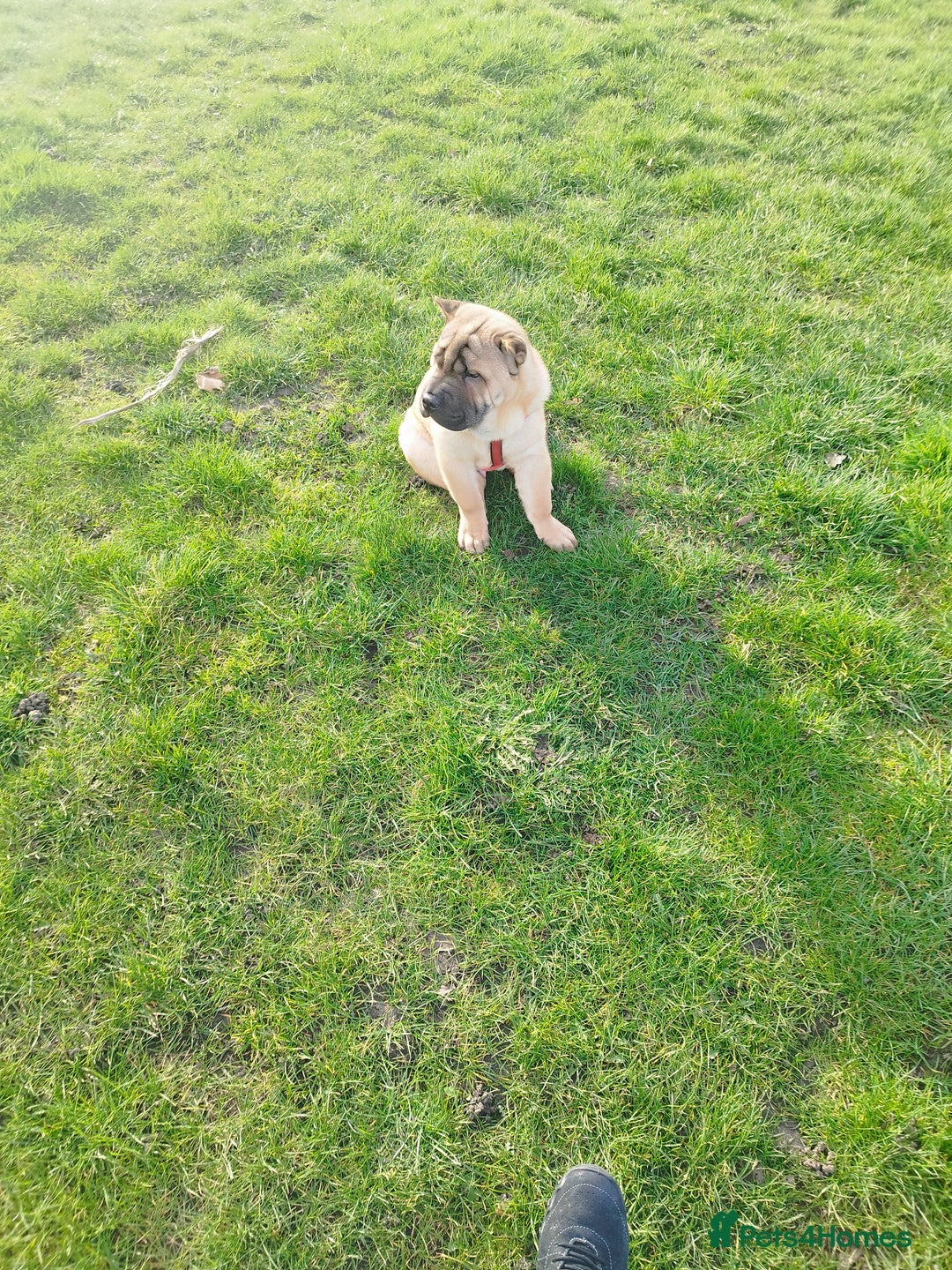 Mixed Breed dogs for sale: For sale Chow-Pey - Image 9