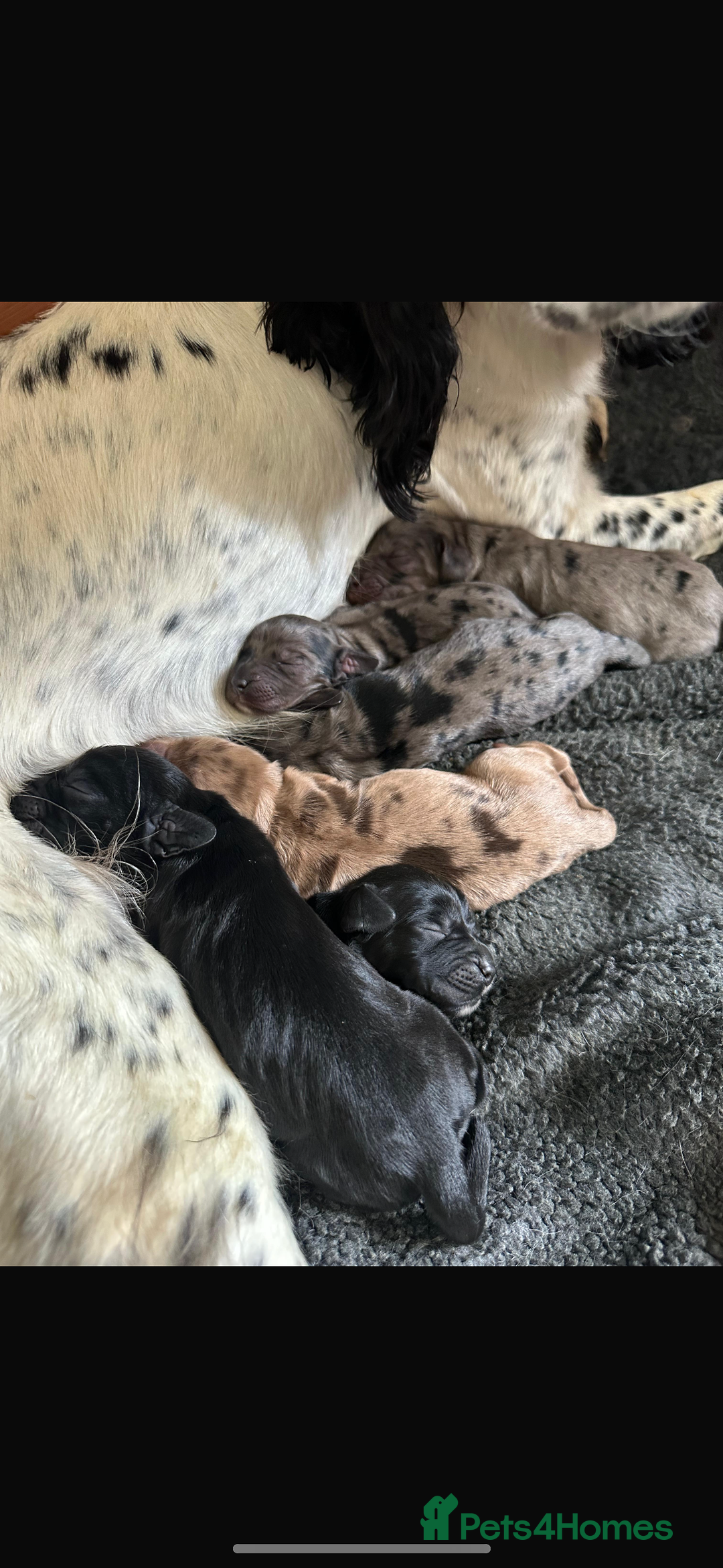Sprocker dogs for sale: ROAN SPROCKER SPANIEL PUPS - Image 5