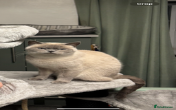 British Shorthair cats for sale: British blue short hair/crossed  - Image 13