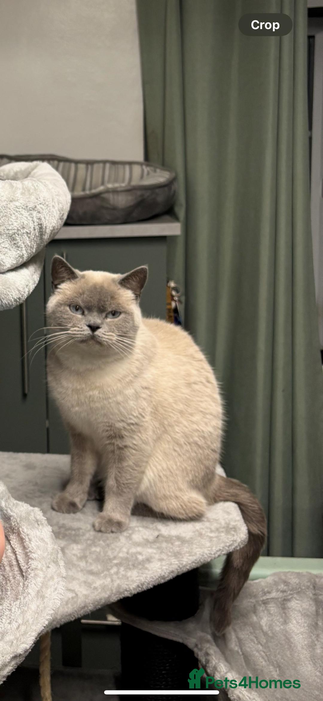 British Shorthair cats for sale: British blue short hair/crossed  - Image 13