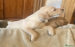 Labrador Retriever dogs for sale: Beautiful Black/yellow/foxred puppies! - Image 9