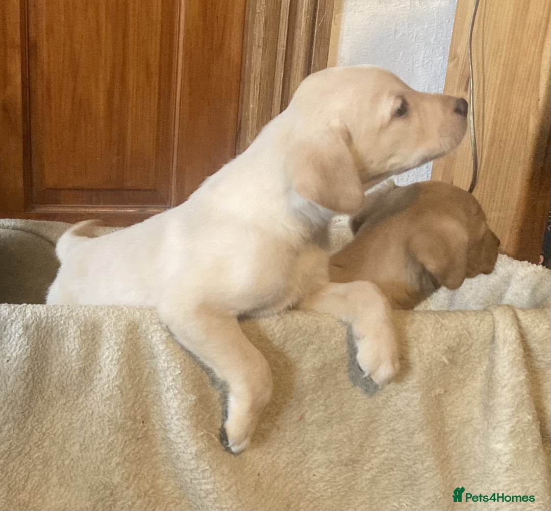 Labrador Retriever dogs for sale: Beautiful Black/yellow/foxred puppies! - Image 9