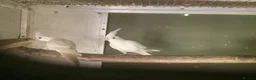 Cockatiels birds for sale: 2026 Young ALBINO / PIED /GREY Cockatiels  - Advert 4