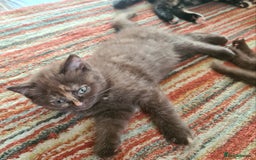 British Shorthair cats for sale: Cinnamon tortie BS female kitten - Image 6