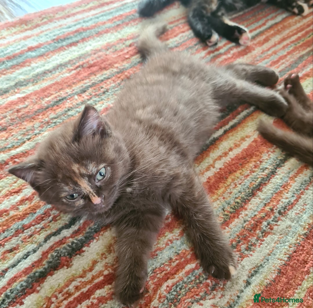 British Shorthair cats for sale: Cinnamon tortie BS female kitten - Image 6