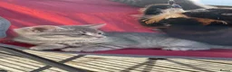 Mixed Breed cats for sale: 3 girl kittens- 2 grey & 1 black  - Advert 15