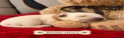 Golden Retriever dogs for sale: TOP QUALITY KC GOLDEN RETRIEVERS  - Advert 7