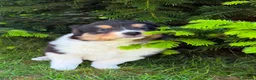 Mixed Breed dogs for sale: Stunning Australian Shepherd x Rough collie pups in Biggar - Advert 12