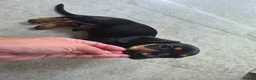 Dachshund dogs for sale: Amazing Dachshund Puppies FOR SALE - Advert 18