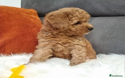 Cockapoo dogs for sale: Adorable best friend pups, sold fully vaccinated - Image 39