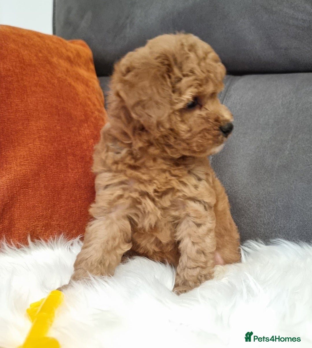 Cockapoo dogs for sale: Adorable best friend pups, sold fully vaccinated - Image 39