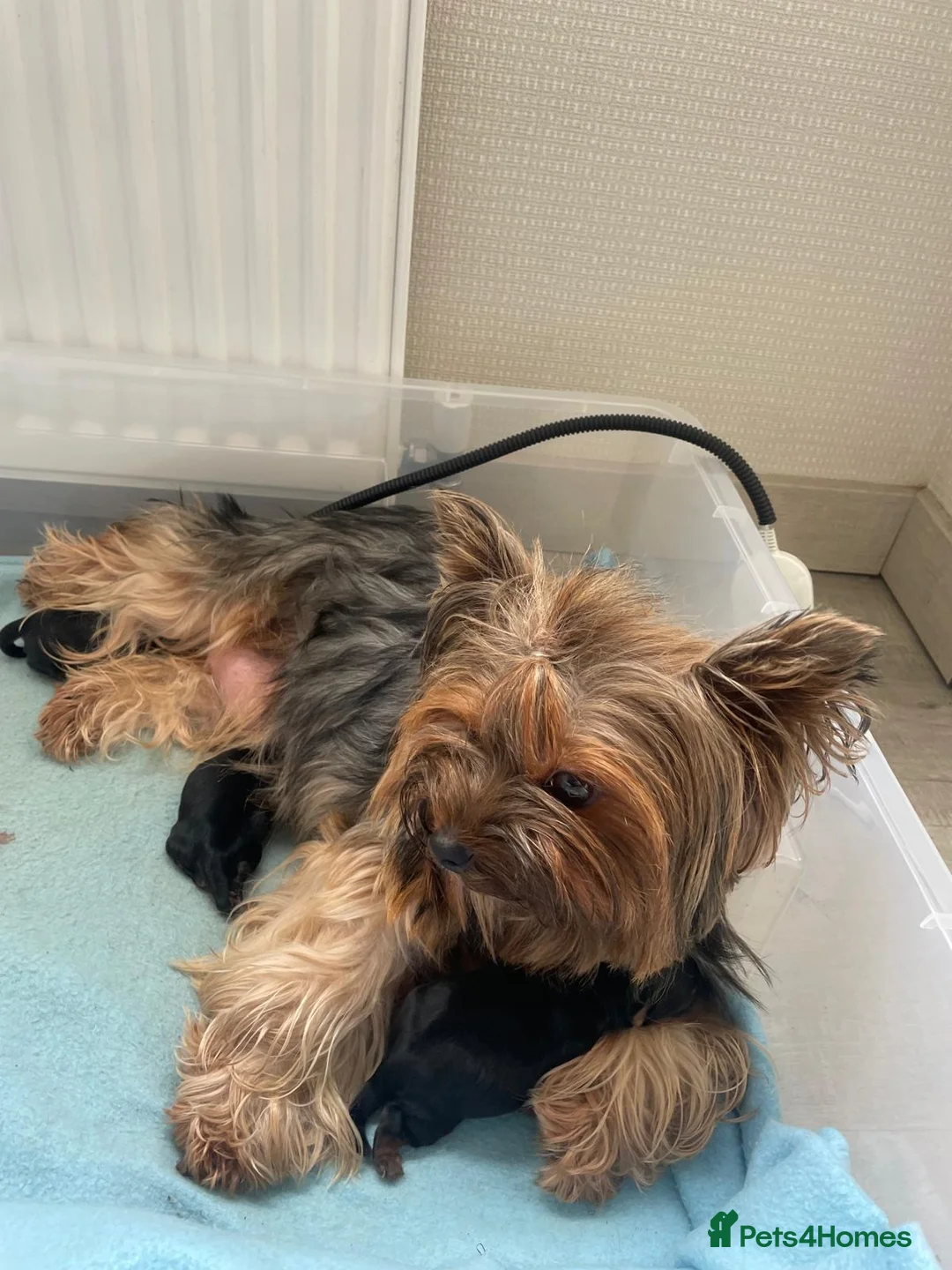 Yorkshire Terrier dogs for sale: (8 weeks old)Last girl still available ❤️ - Advert 15