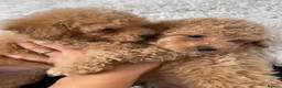 Maltipoo dogs for sale: RARE Champagne Maltipoo Girl 🩷One Left🩷 - Advert 13