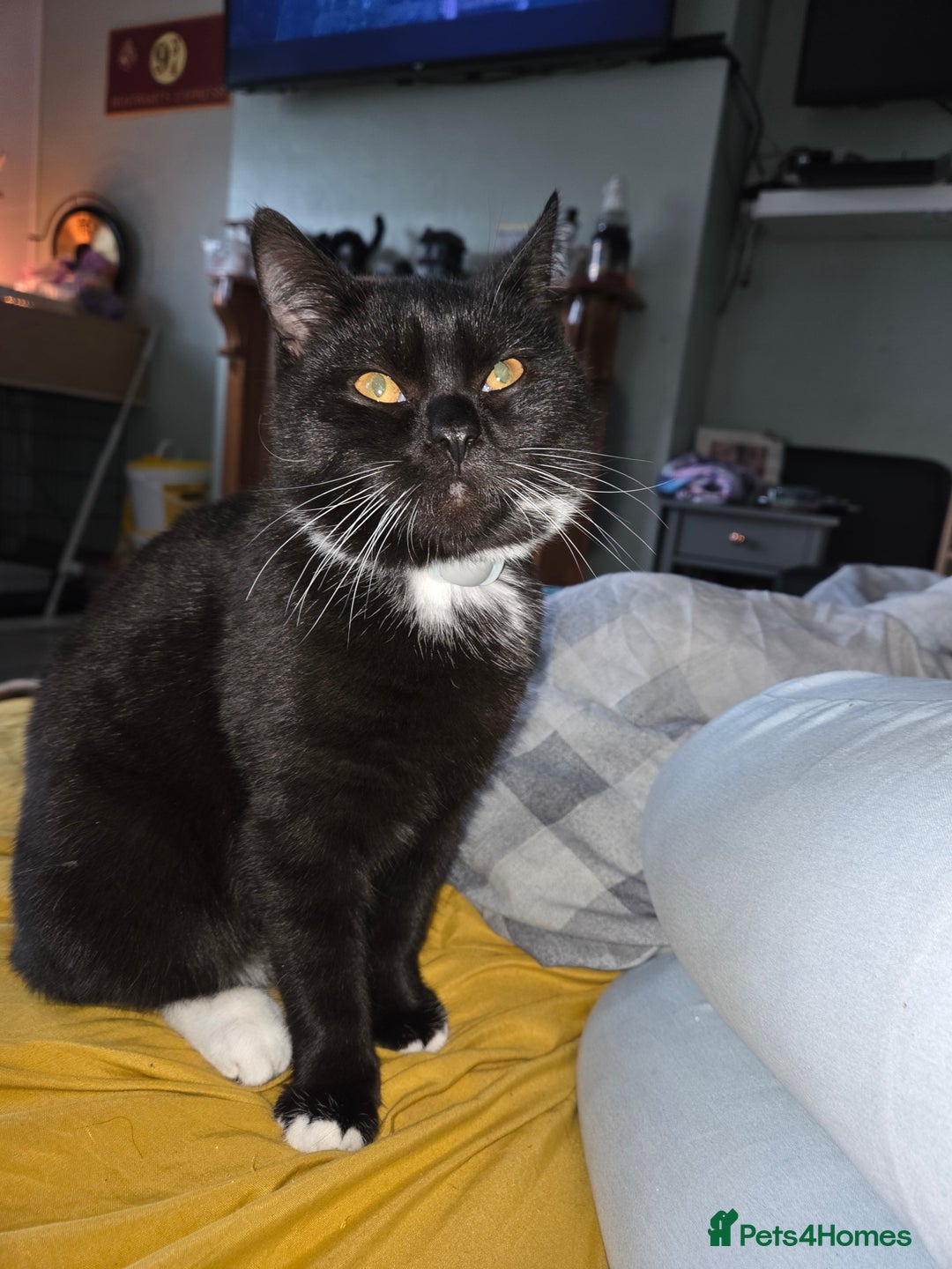 Mixed Breed cats for sale: Beautiful british blue male  - Advert 4