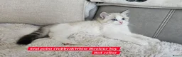 Ragdoll cats for sale:  GCCF Ragdolls kittens  - Advert 4