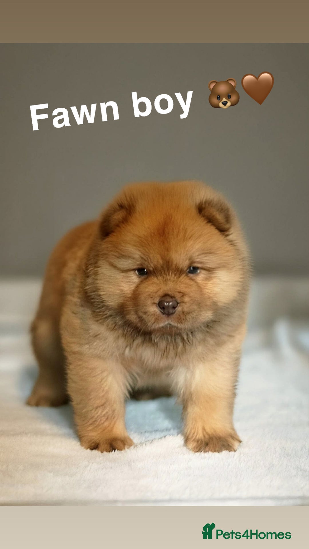 Chow Chow dogs for sale: Stunning chow chow puppies 🐻 - Advert 3