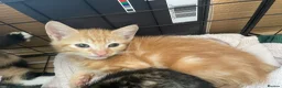 Mixed Breed cats for sale: 3 Beautiful Ginger Mix Siamese Boys Ready Now in Sutton-in-Ashfield - Advert 3