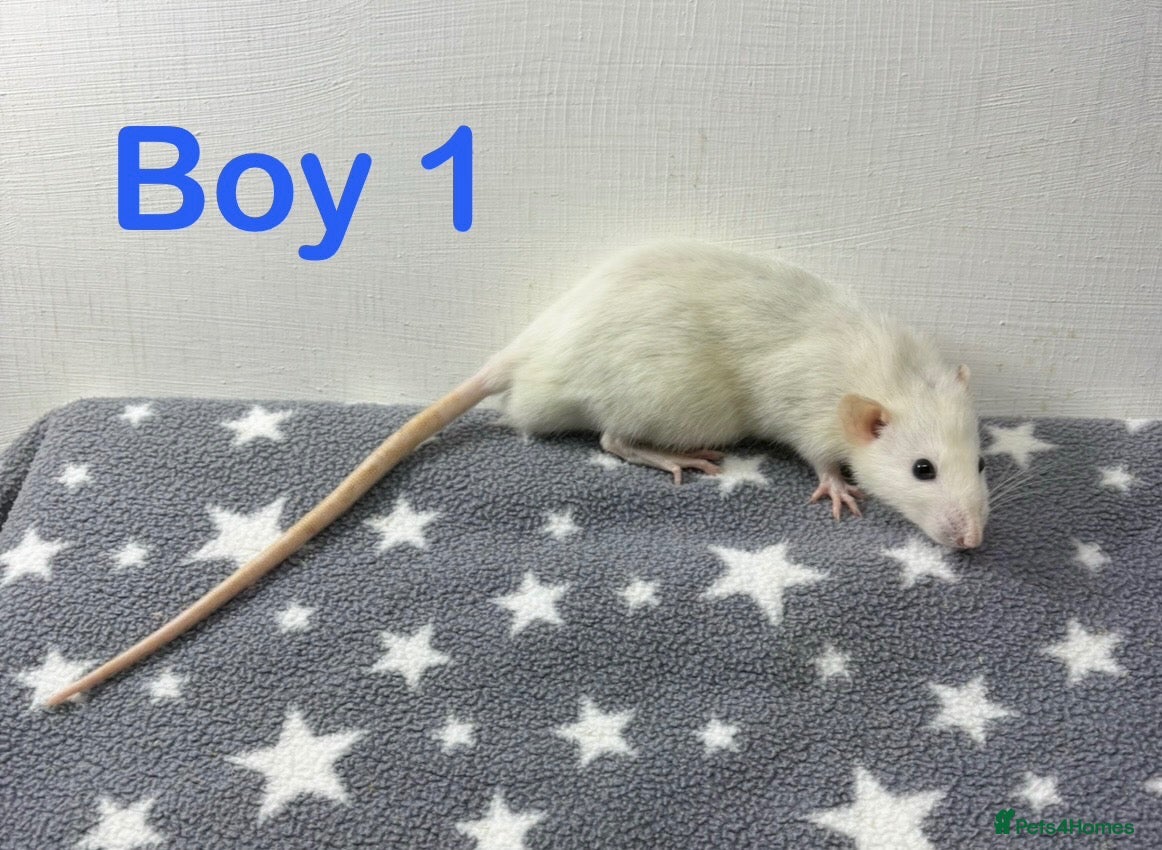 Rat rodents for sale: Super friendly baby rats  - Advert 2