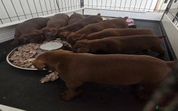 Patterdale Terrier dogs for sale: Chocolate Patterdale terrier pups  - Image 4