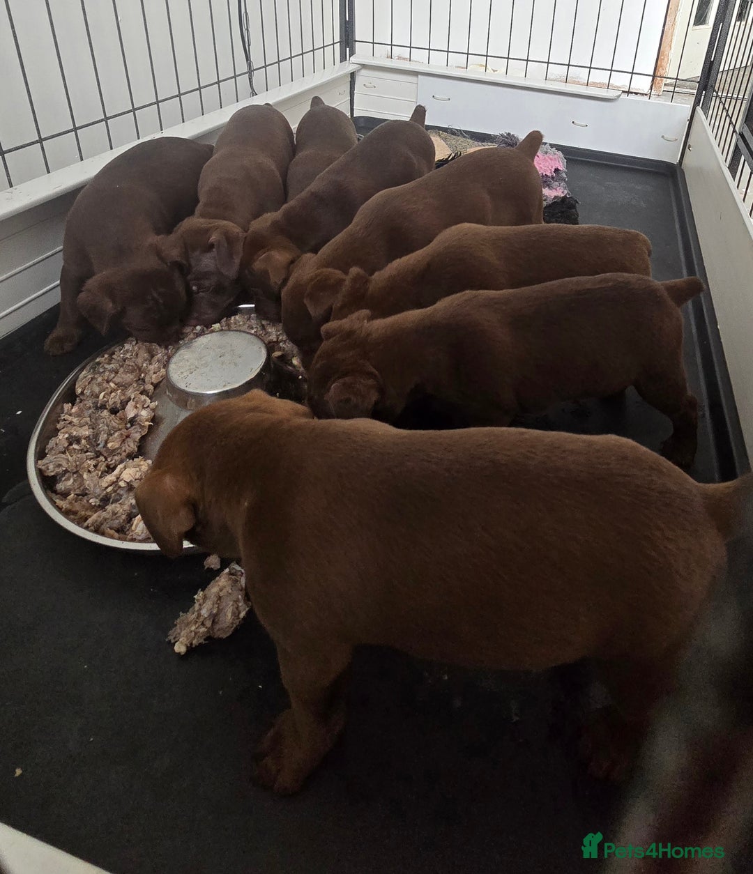 Patterdale Terrier dogs for sale: Chocolate Patterdale terrier pups  - Image 4