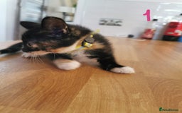 Mixed Breed cats for sale: Beautiful kittens ready now - Image 26