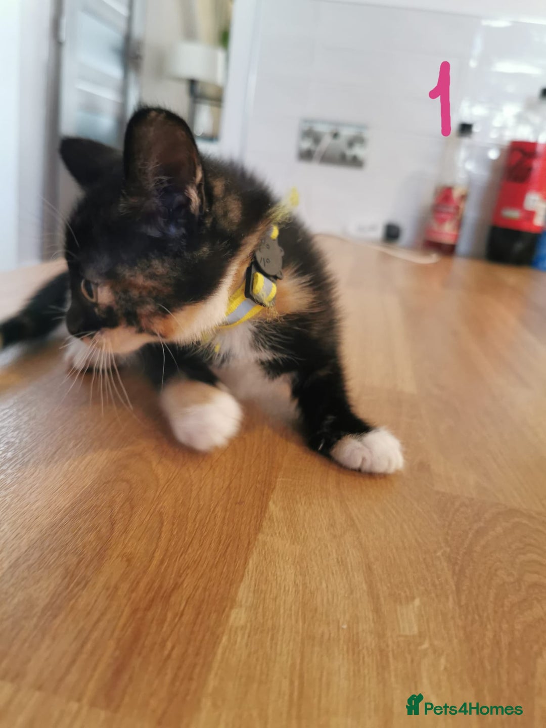 Mixed Breed cats for sale: Beautiful kittens ready now - Image 26