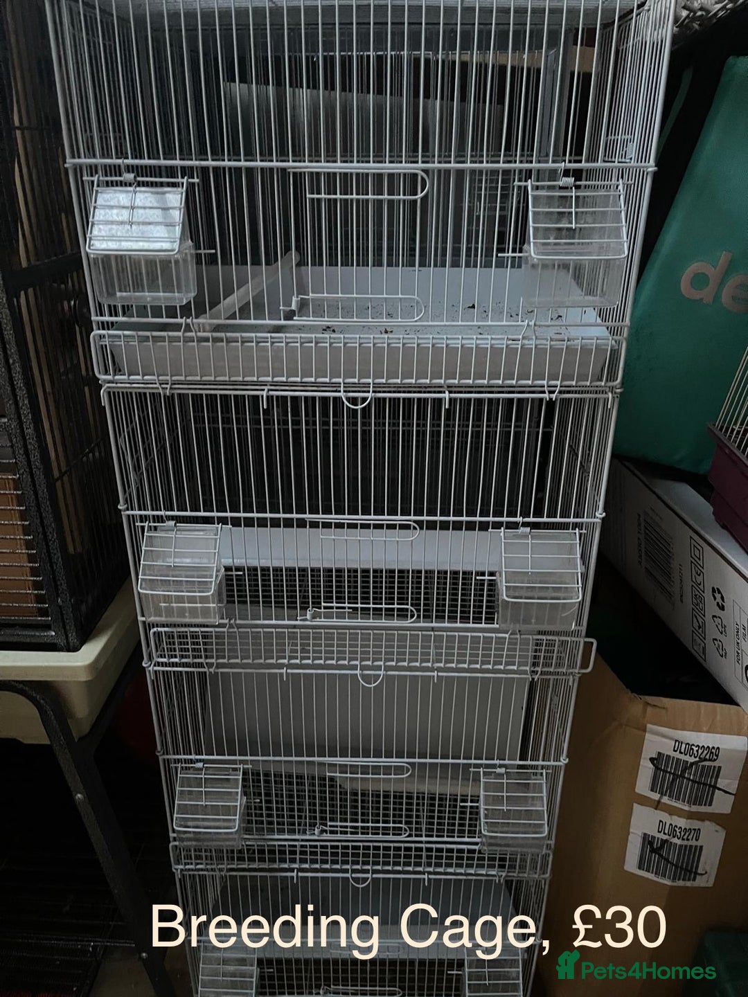 Budgerigars birds for sale: BABY BUDGIES FOR SALE  - Advert 10