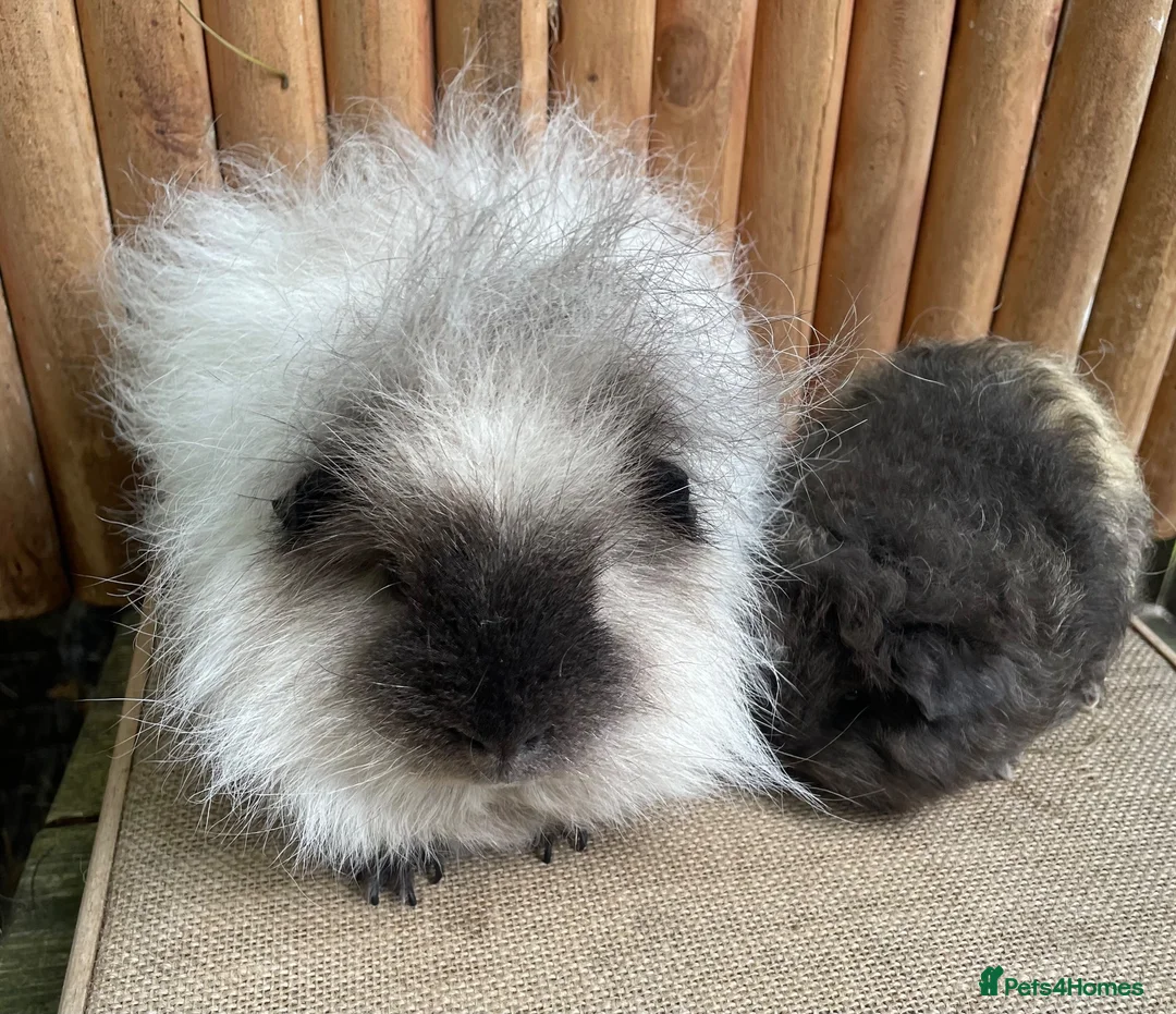 Guinea Pig rodents for sale: Swiss teddies  - Advert 2