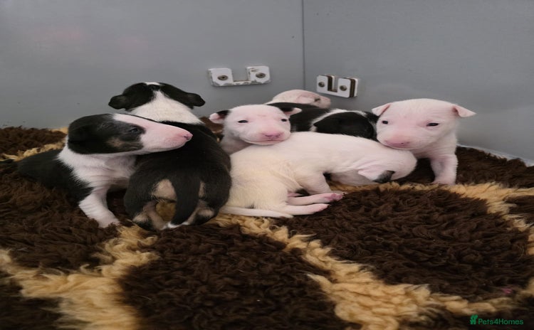 English Bull Terrier dogs - Advert 3