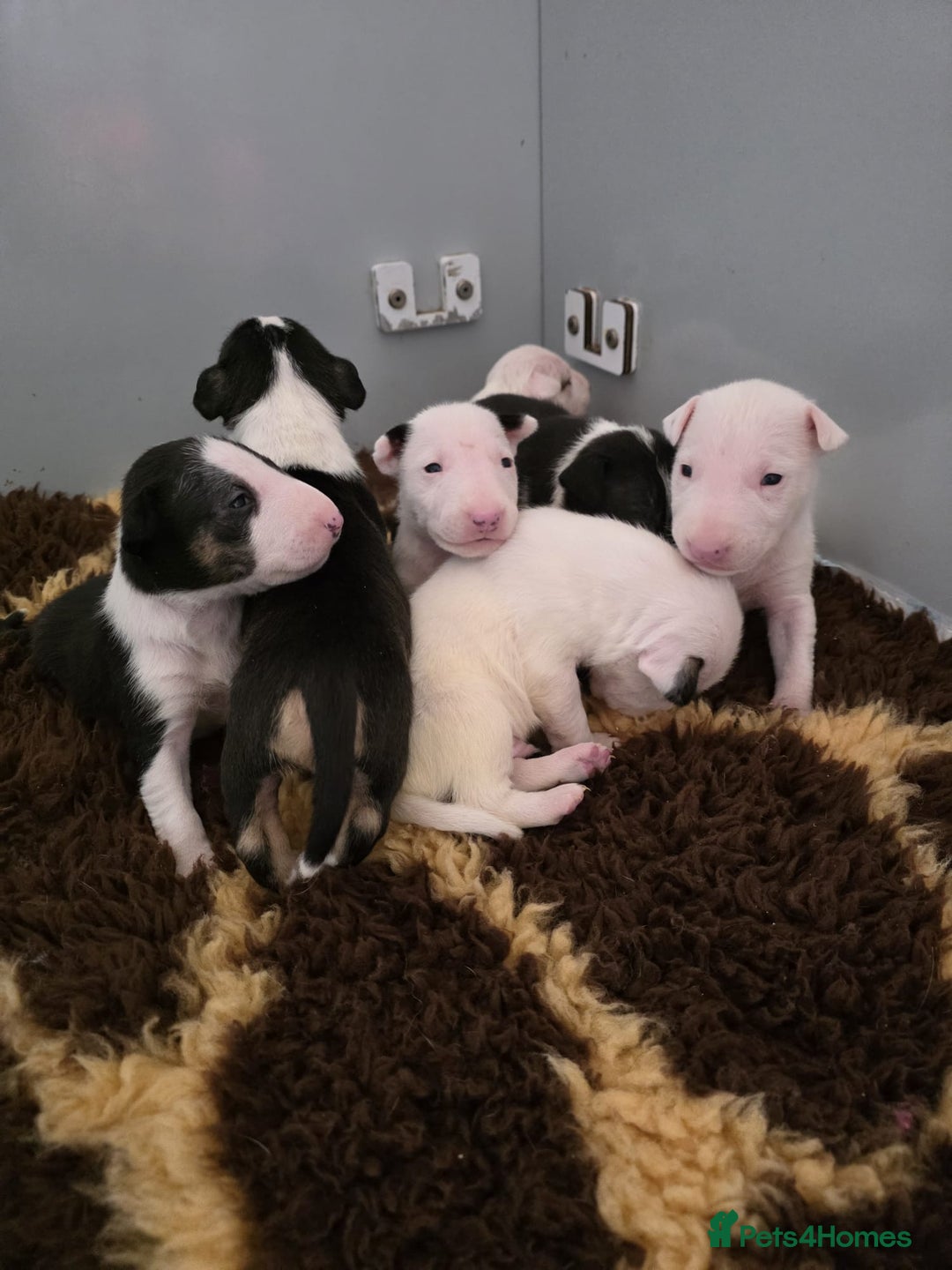 English Bull Terrier dogs for sale: Ready to leave now 7 English Bullterrier puppys - Image 7