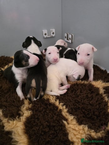 English Bull Terrier dogs - Advert 1