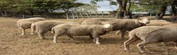 Sheep livestock for sale: Merino sheep - Advert 6