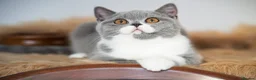 British Shorthair cats for sale: GCCF and TICA Registered -Show Quality BSH. - Advert 20