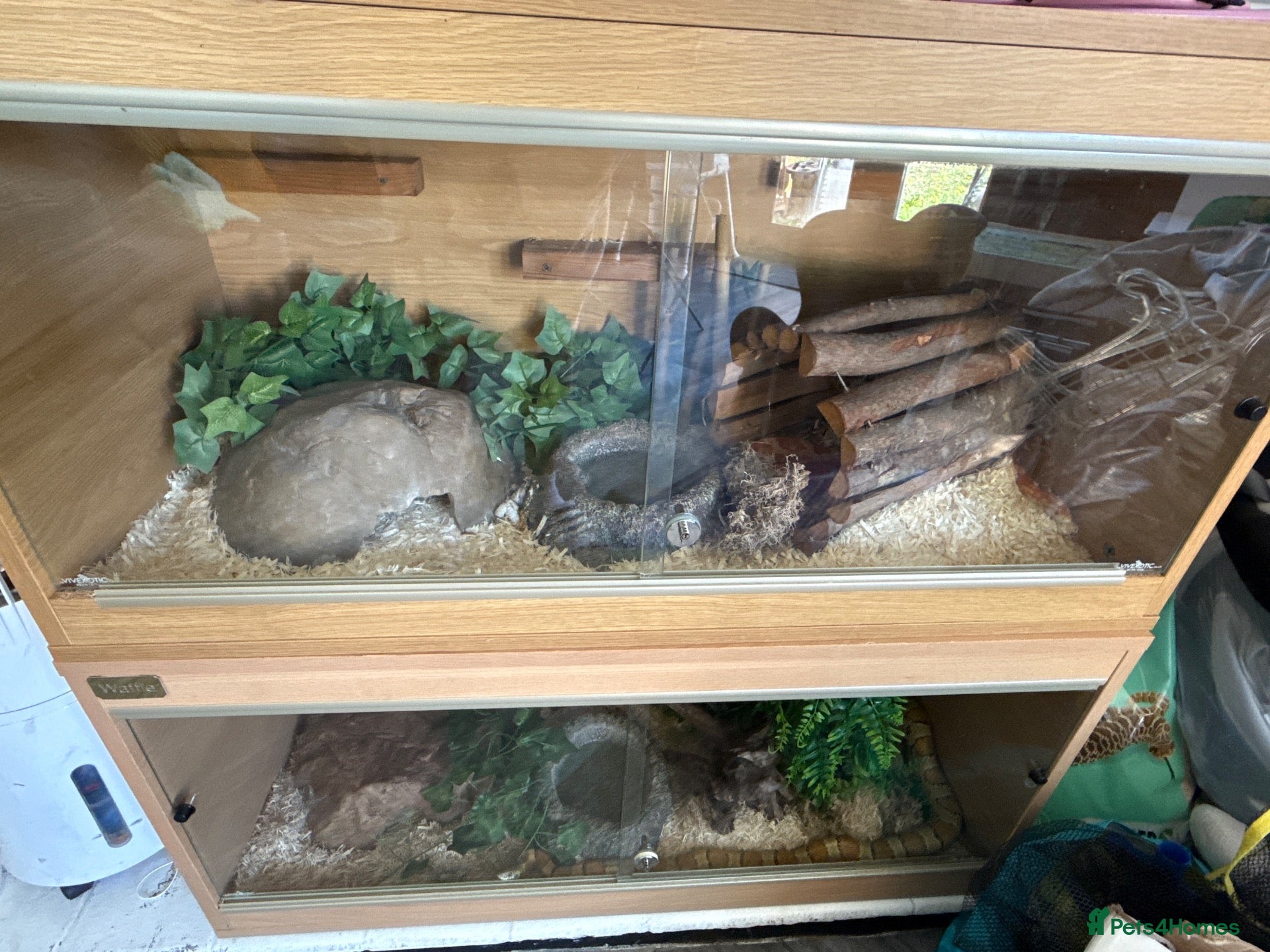 Corn Snake reptiles Albino corn snake/ caramel corn snake  - Advert 8