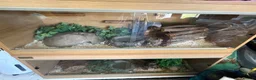 Corn Snake reptiles for sale: Albino corn snake/ caramel corn snake  - Advert 1