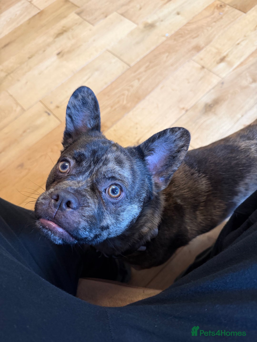 Mixed Breed dogs for sale: Loving frenchie cross - Advert 3