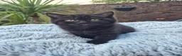 British Shorthair cats for sale: Kittens are ready for their new homes 🏡   - Advert 16