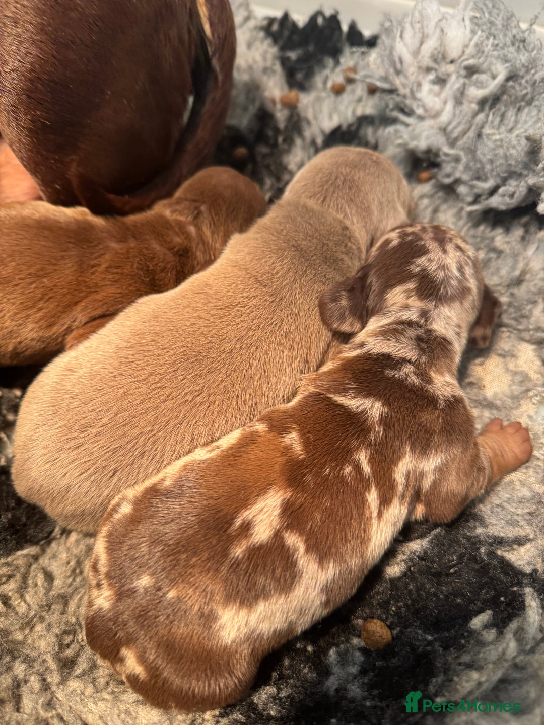 Miniature Dachshund dogs for sale: 5⭐️ Licensed. PRA clear kc registered  - Advert 3